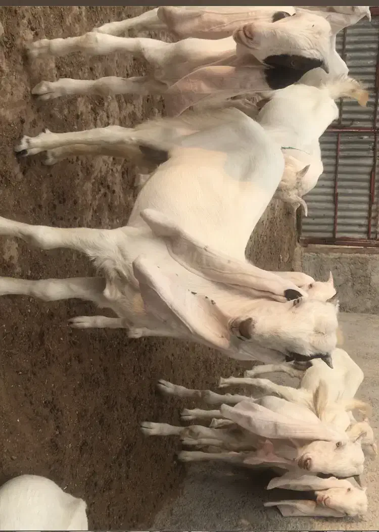 نر گلابی اصل|حیوانات مزرعه|لار, |دیوار