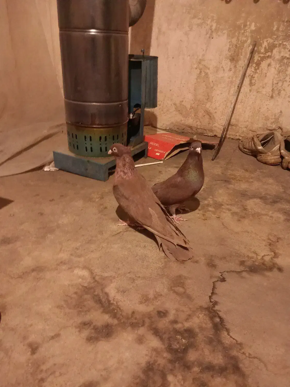 یک جفت کبوتر سرخ درجه ۱|پرنده|شهرضا, |دیوار