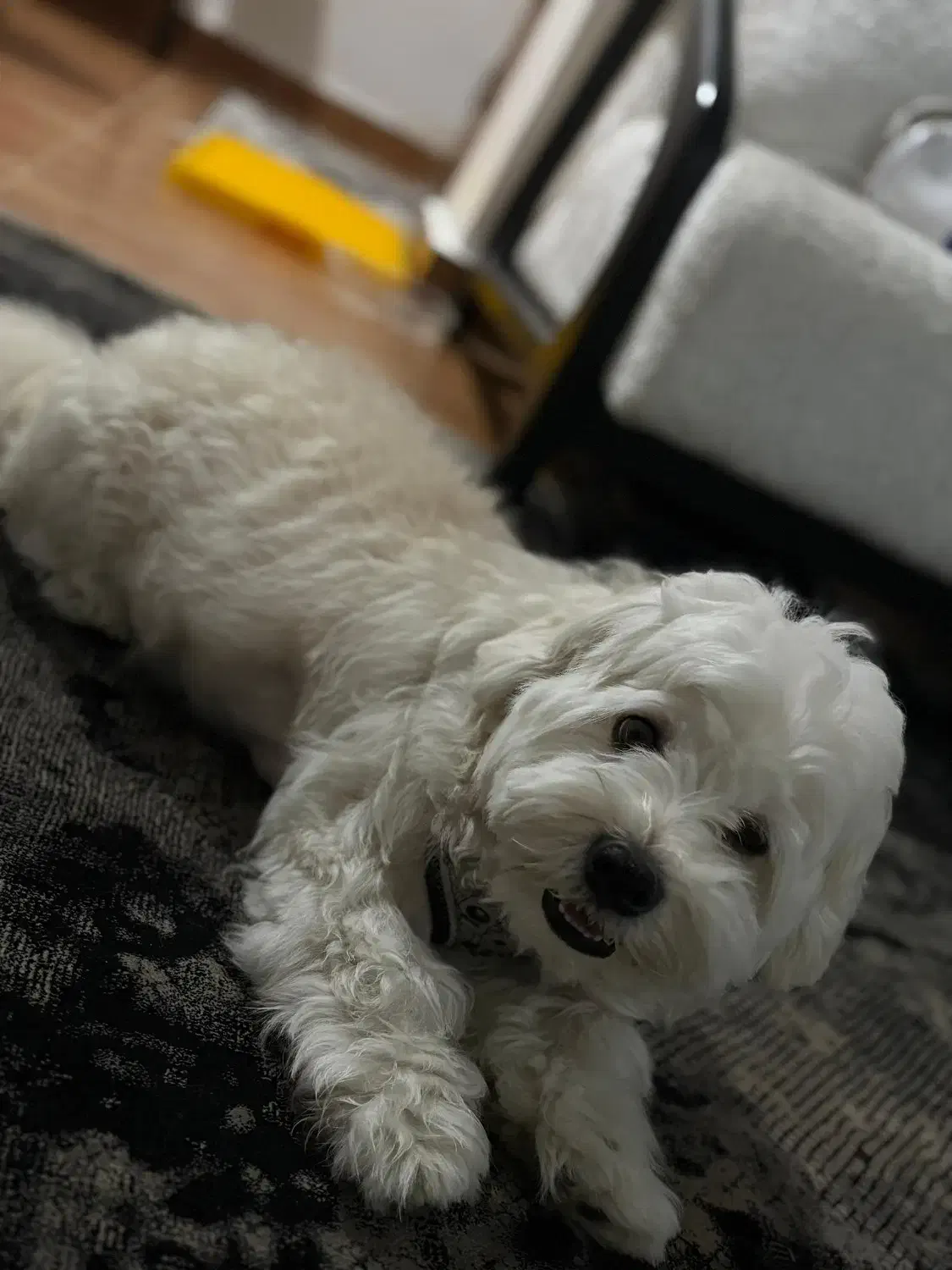 حیوانات خانه گی|سگ|رشت, یخسازی|دیوار