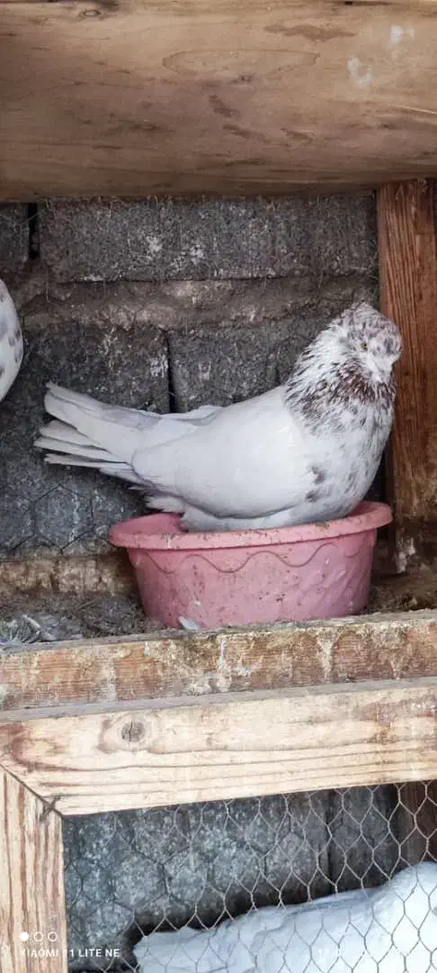 کبوتر کفتر گرو تضمینی|پرنده|خمینیشهر, |دیوار