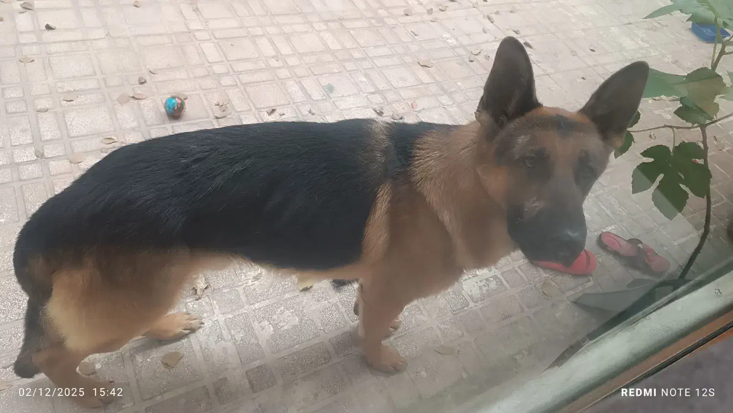 سگ ژرمن دوساله|سگ|کرج, عظیمیه|دیوار