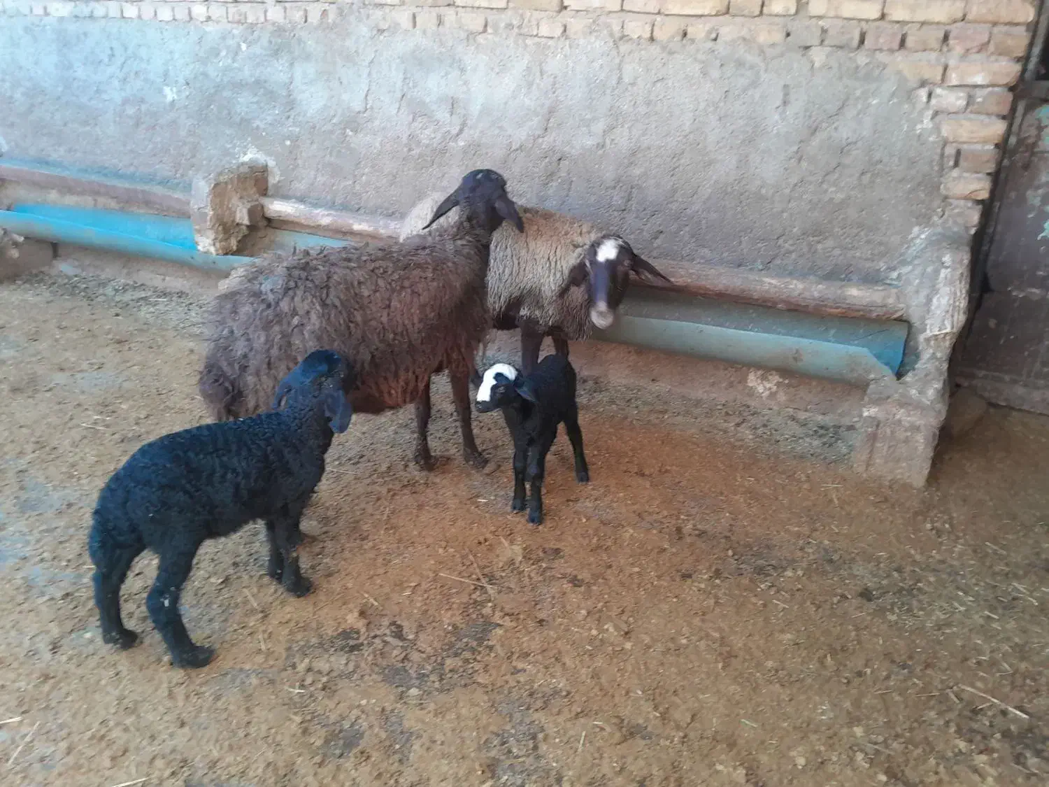 میش و بره|حیوانات مزرعه|بشاریات, |دیوار