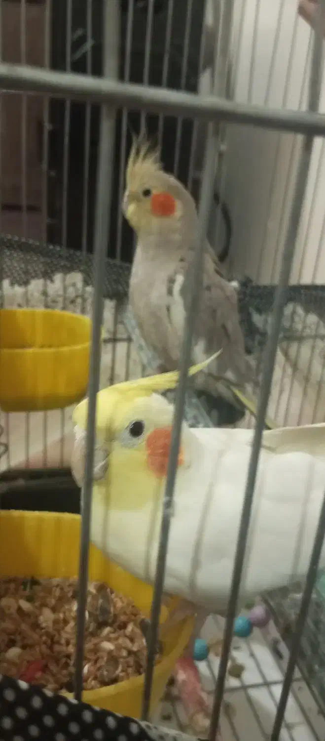 عروس هلندی سالم|پرنده|لالجین, |دیوار