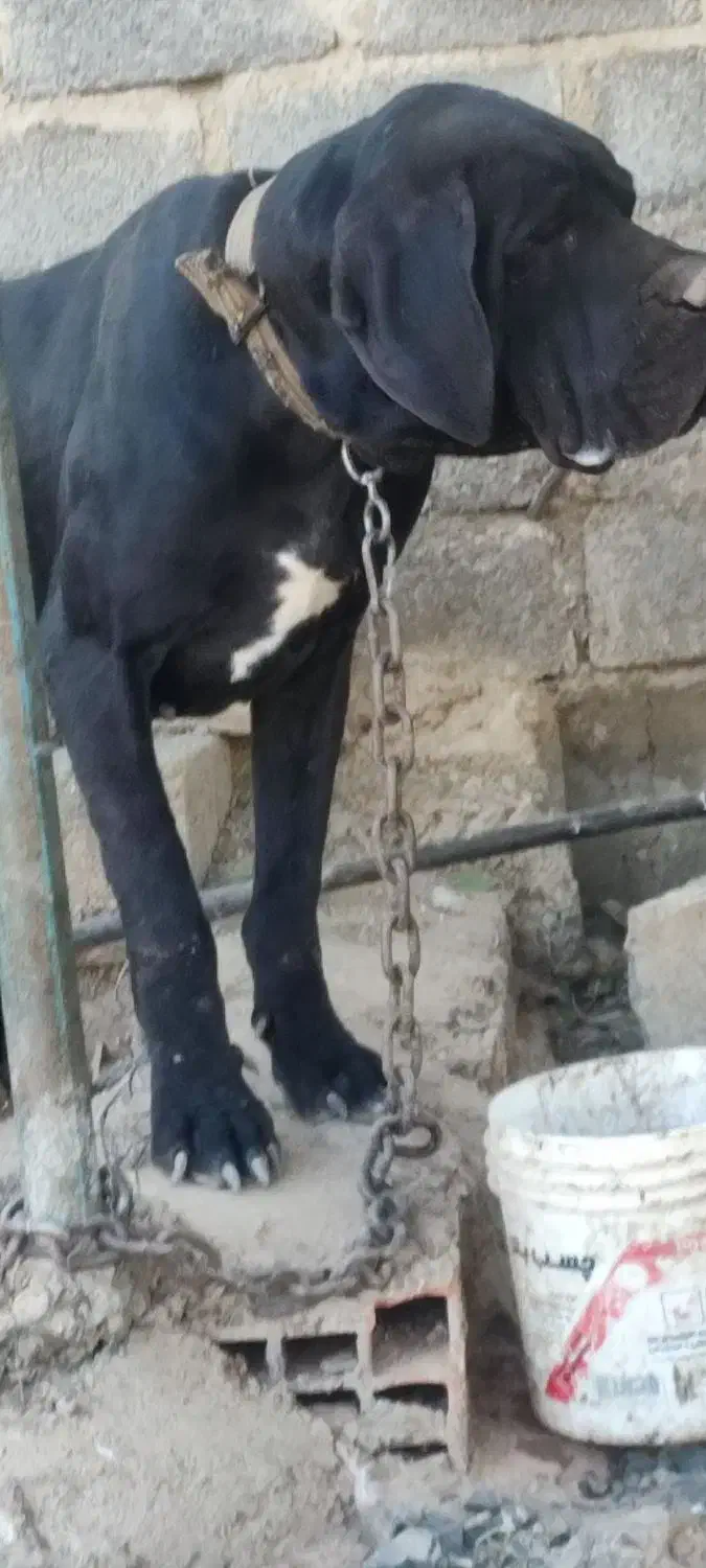 واگذاری دوقلاده سگ های گریت دین|سگ|بوکان, |دیوار