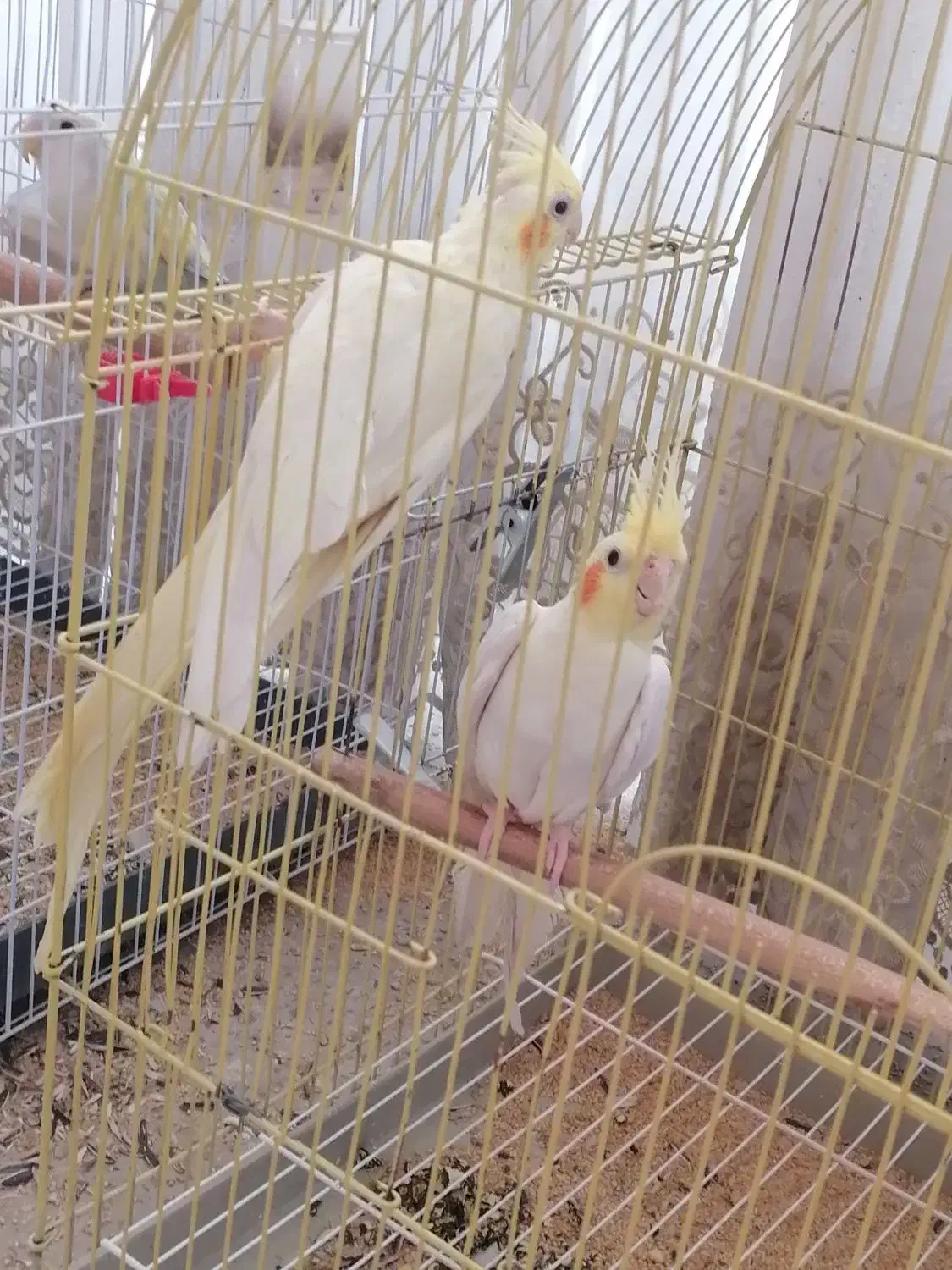 عروس هلندی جفت|پرنده|برخوار, |دیوار