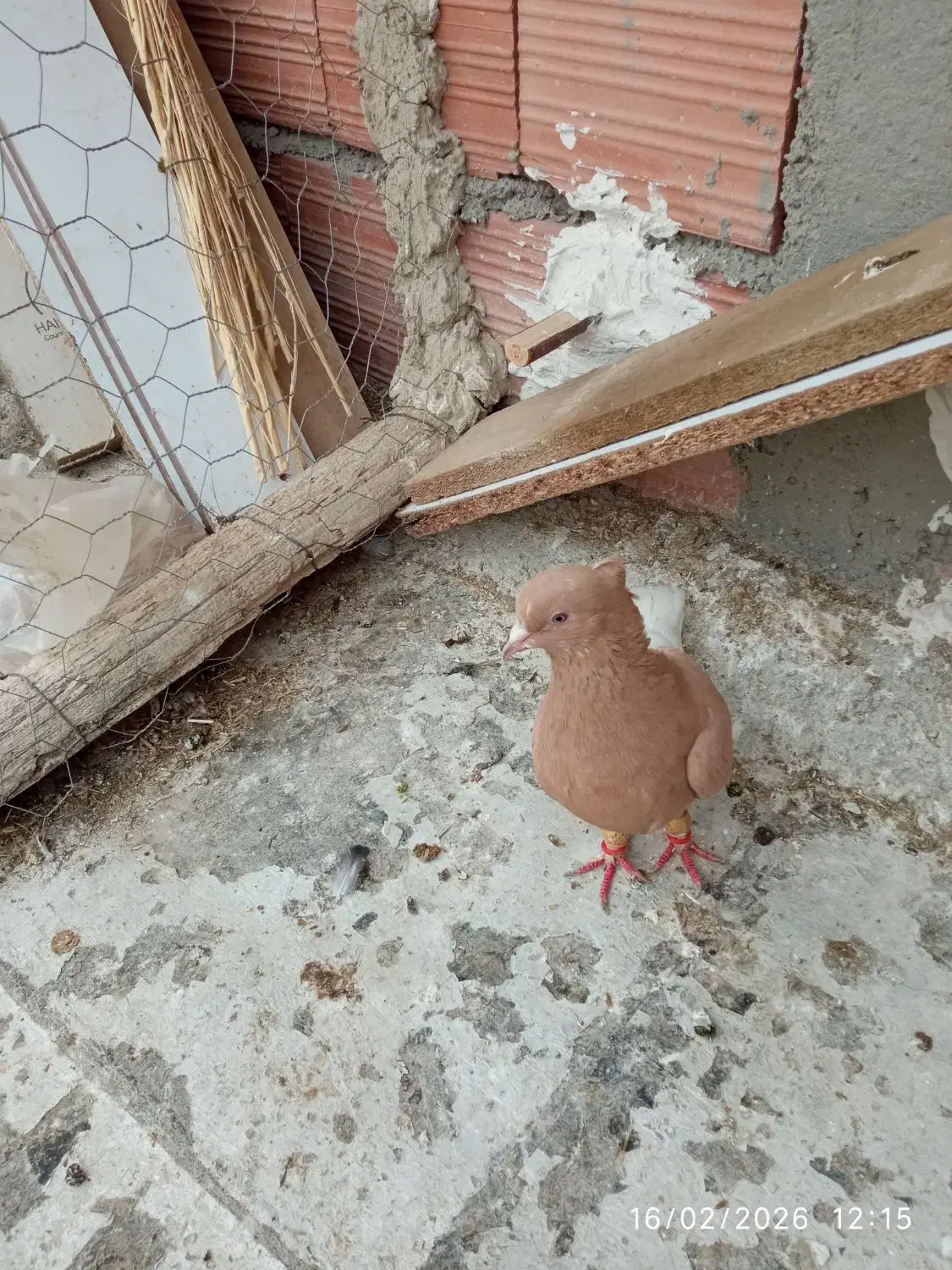 کبوتر|پرنده|شیروان (خراسان), |دیوار