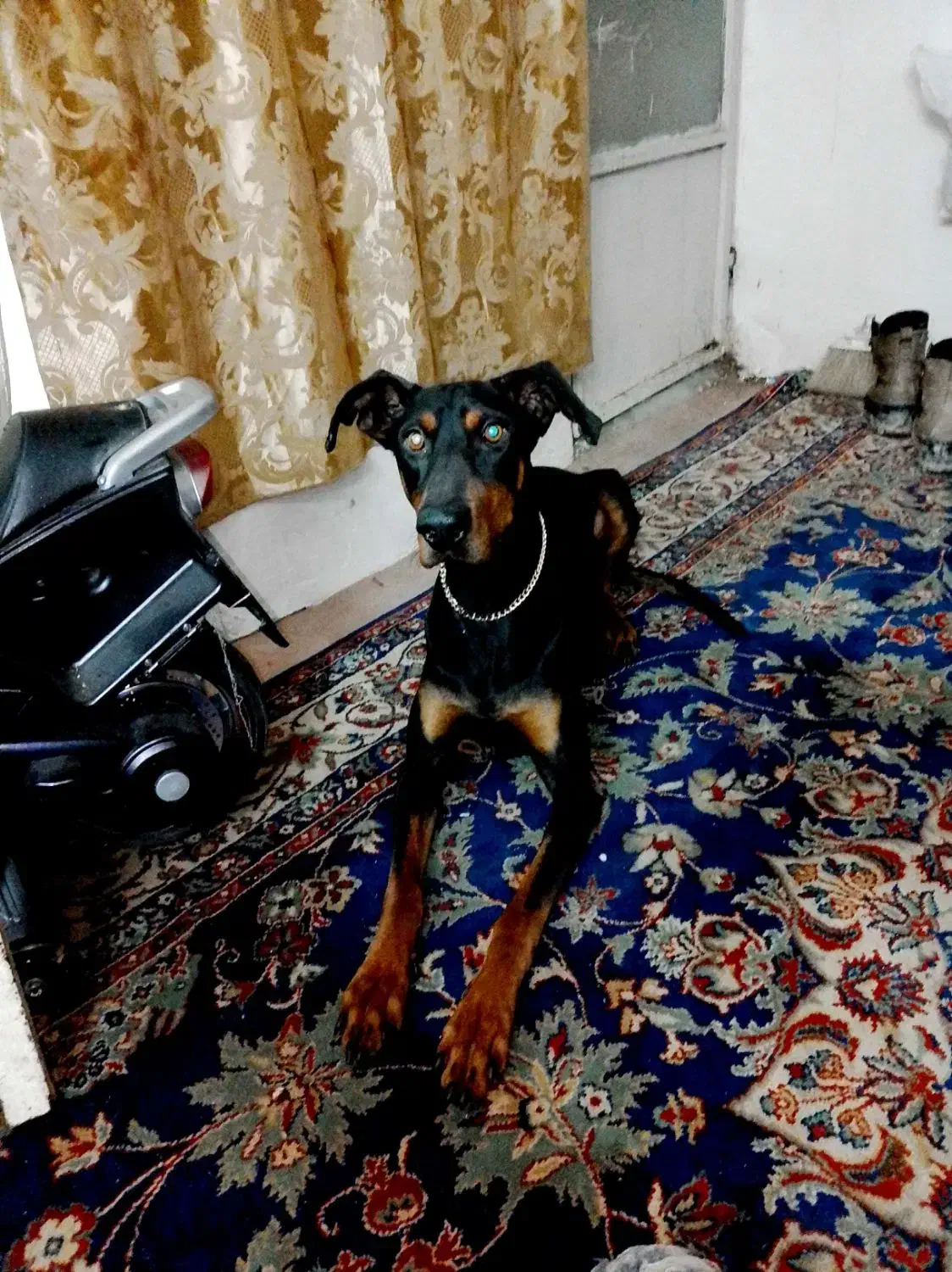 دوبر من اصیل|سگ|بهارستان, |دیوار