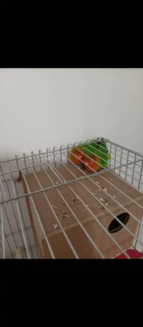 فروش طوطی برریلی|پرنده|سپیدان, |دیوار