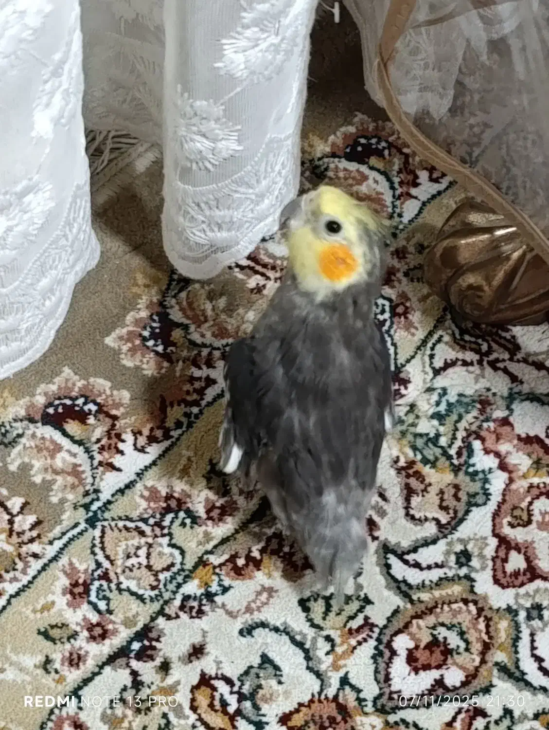 عروس هلندی|پرنده|طبس, |دیوار