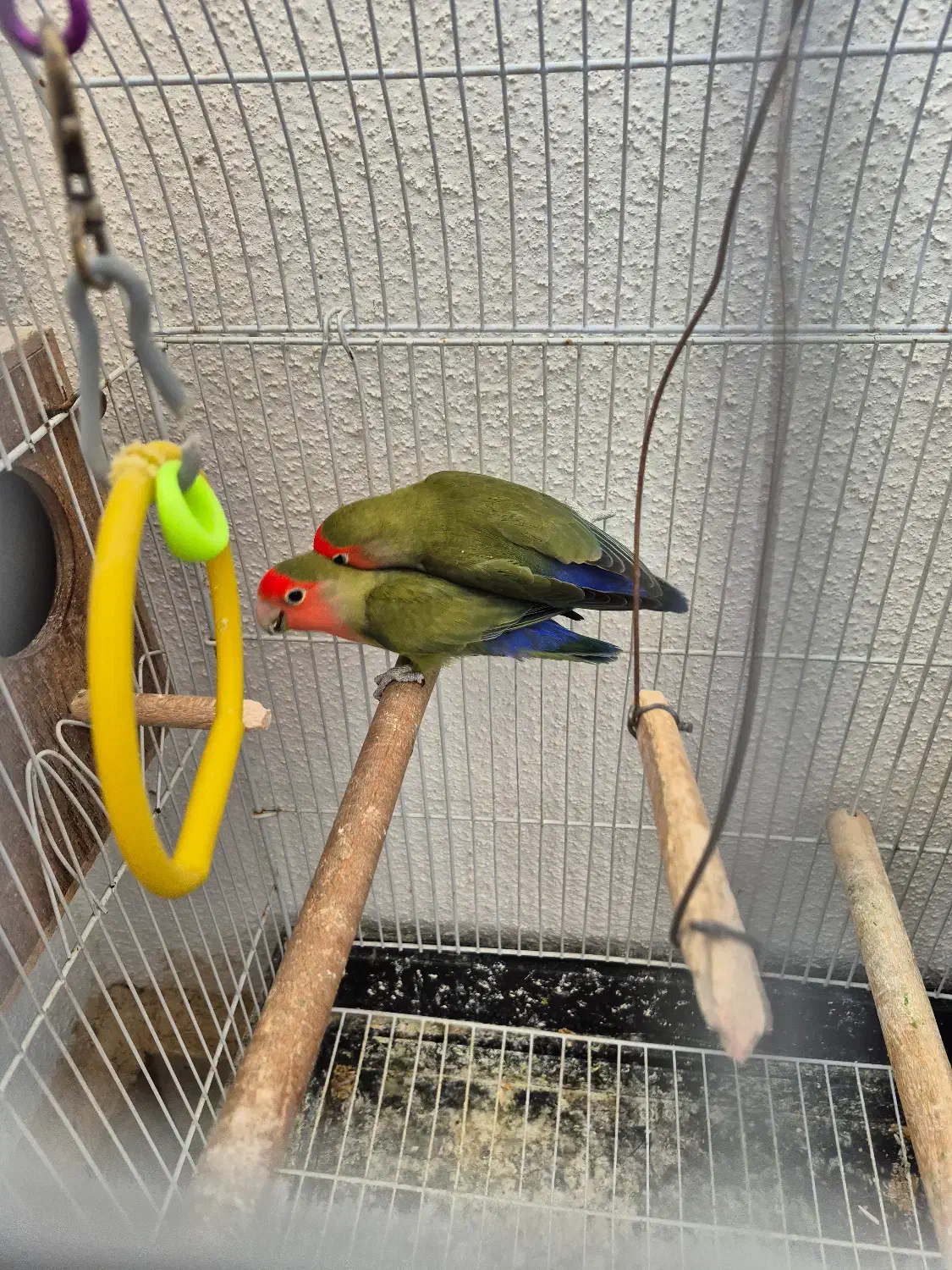 کوتوله برزیلی|پرنده|صدرا-فارس, فاز ۱|دیوار