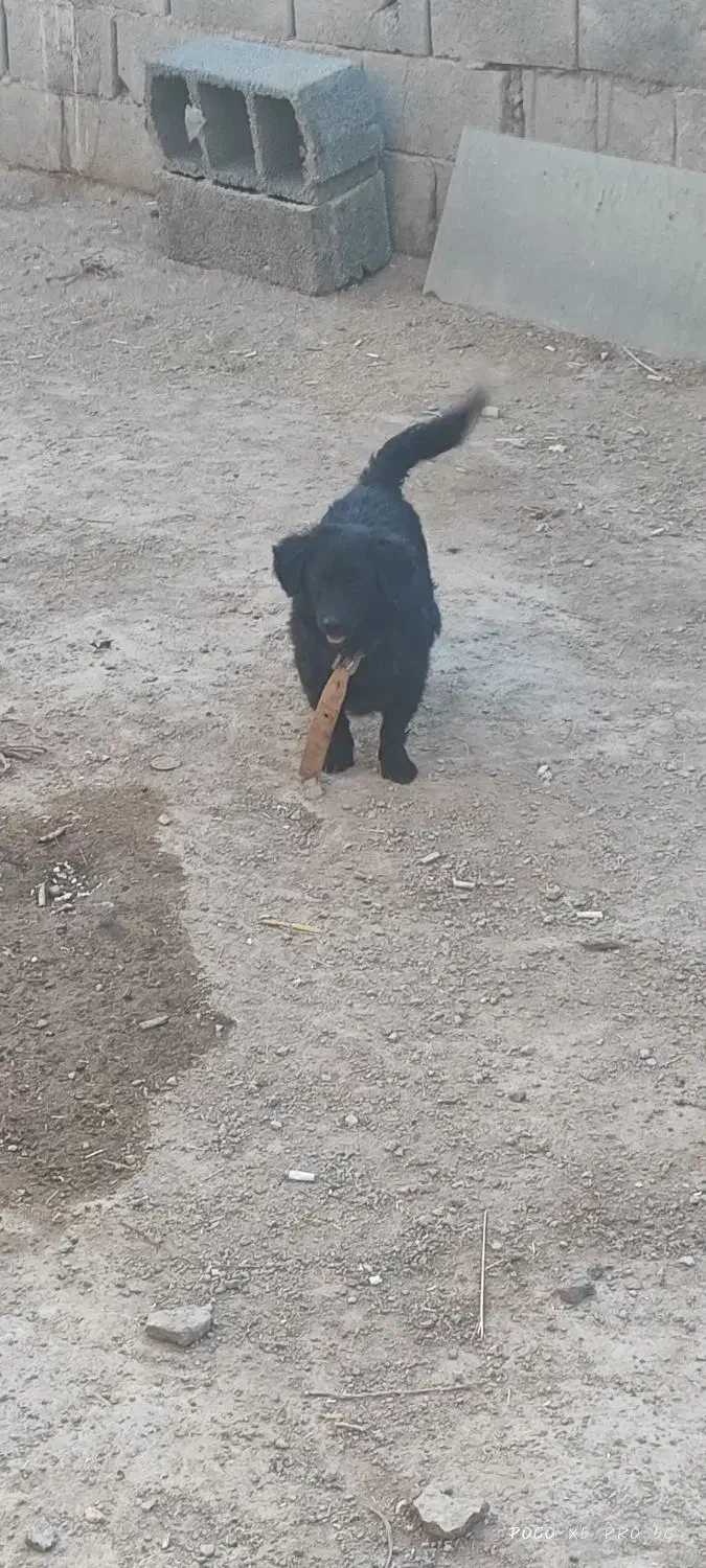 سگ پاپی فروشی|سگ|برخوار, |دیوار