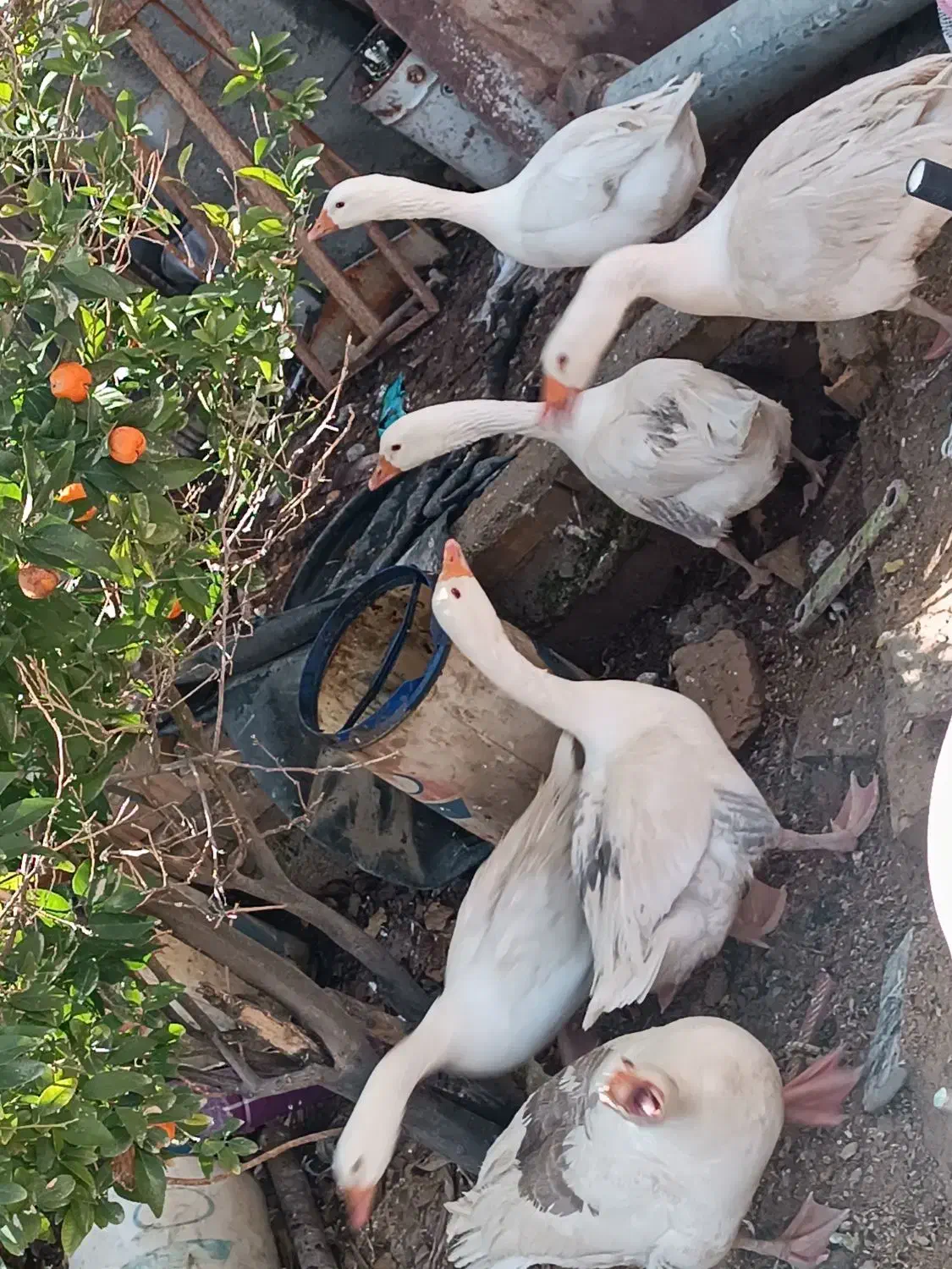 غار محلی|حیوانات مزرعه|مرودشت, رودبال|دیوار