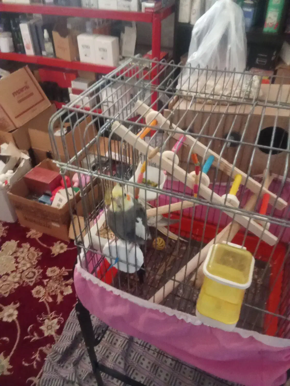 عروس هلندی|پرنده|ری, شهادت|دیوار