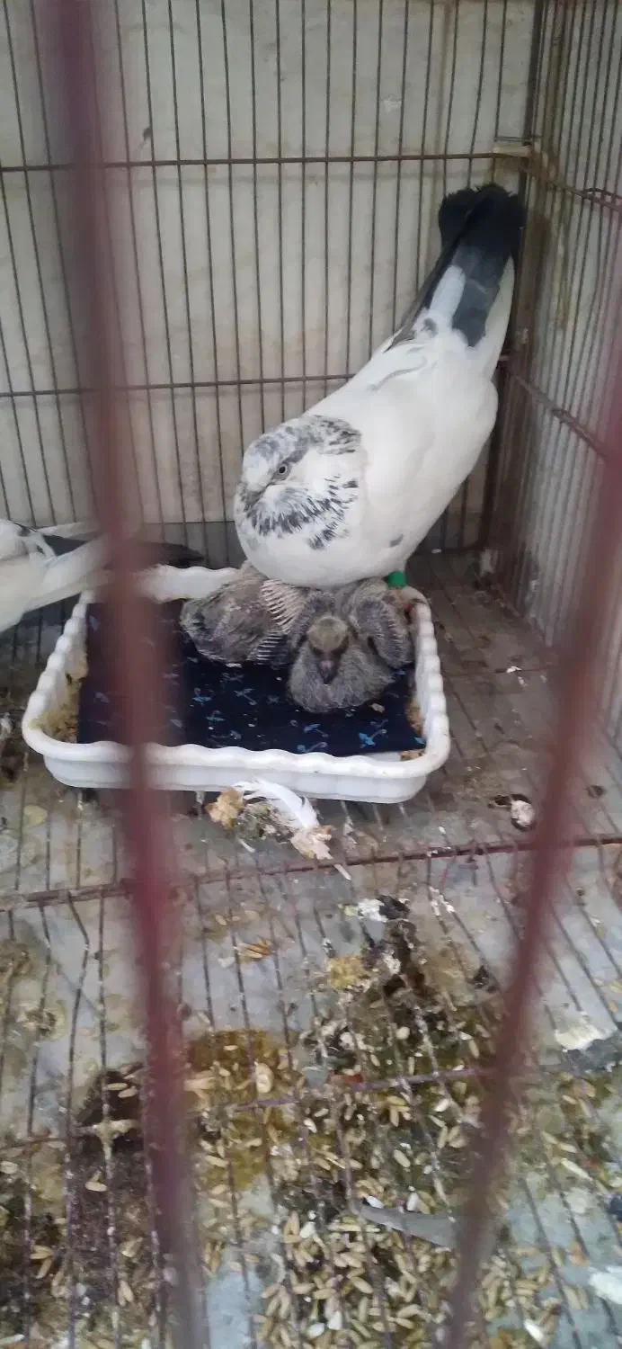 کله دم سبز|پرنده|پیر سلیمان, |دیوار