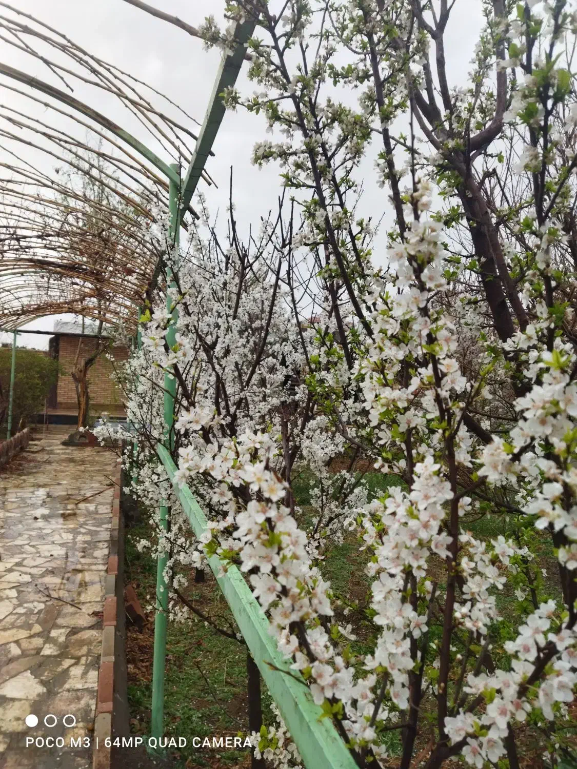 باغ|فروش خانه و ویلا|ابریشم, |دیوار