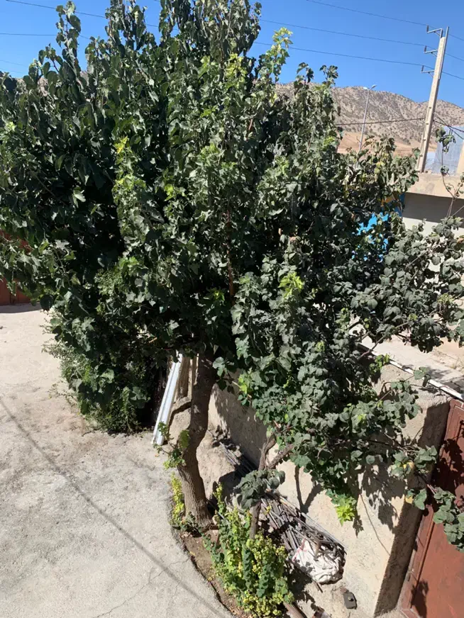 اجاره کوتاه مدت منزل پارکینگ دار|اجارهٔ کوتاهمدت ویلا و باغ|ایلام, |دیوار