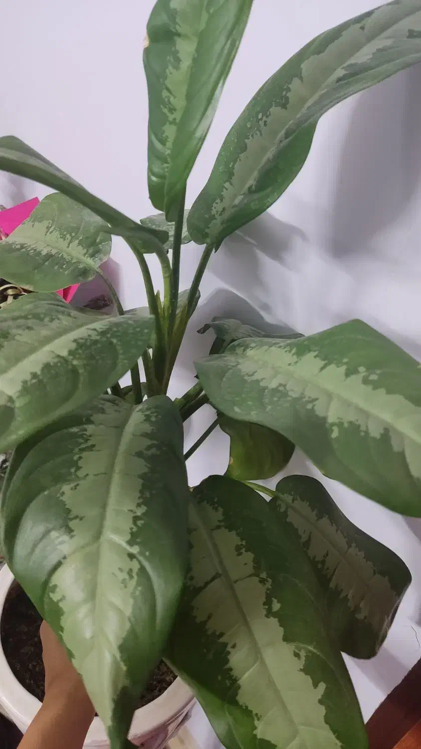 آگولنما هندوانه ای|گل و گیاه طبیعی|مهدی شهر, |دیوار