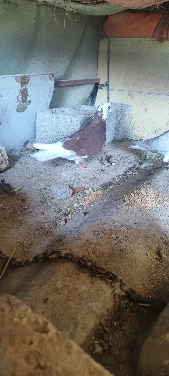 کبوتر نر پرشی|پرنده|ایوان, |دیوار