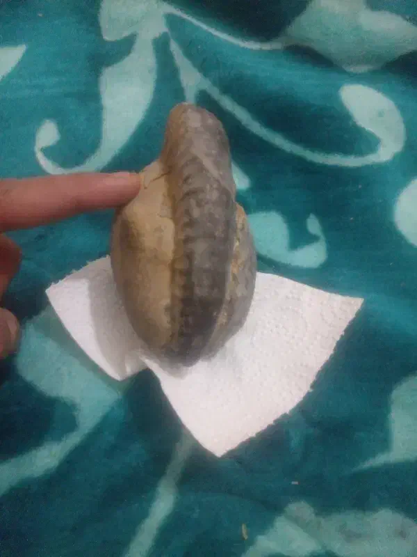 سنگ فصیلی.|کلکسیون اشیاء عتیقه|بجنورد, |دیوار