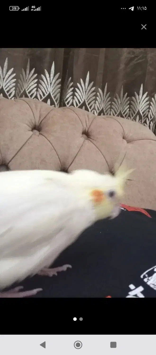 عروس هلندی گم شده|حیوانات|آبادان, |دیوار