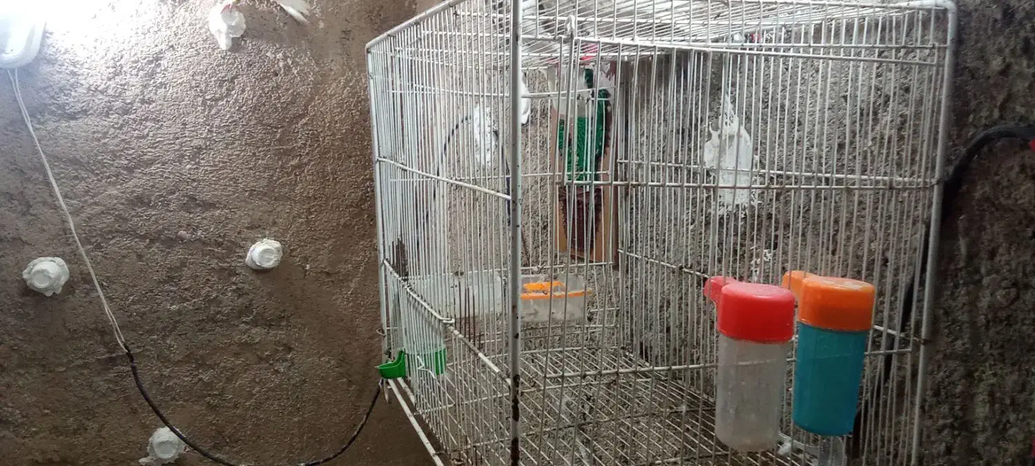 قفس پرنده|لوازم جانبی حیوانات|نیشابور, کلاغان|دیوار