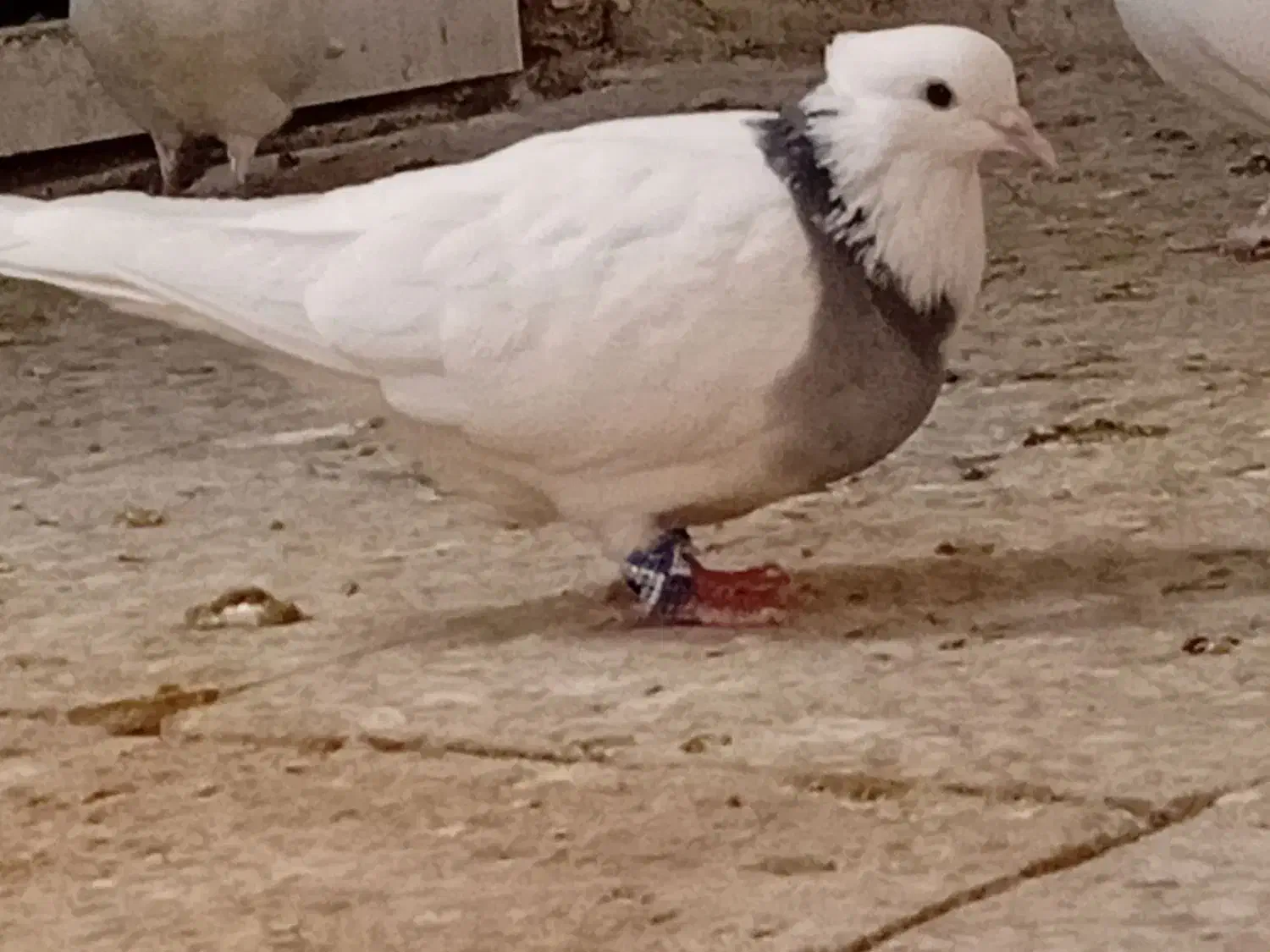 جفت طوقی با جوجه|پرنده|ساوه, |دیوار