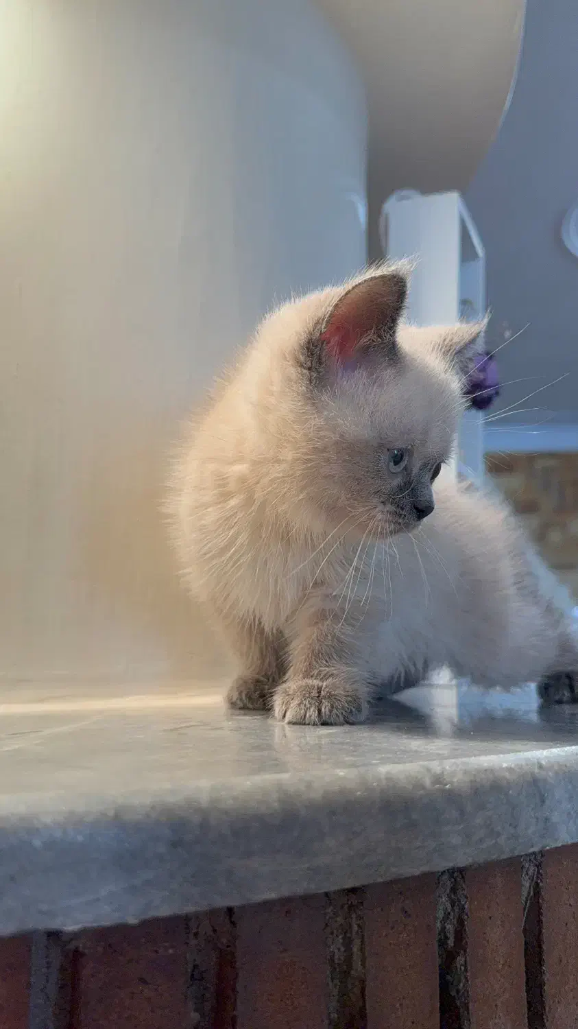 گربه بریتیش بلوپوینت چشم ابی|گربه|تهران, باغ فیض|دیوار