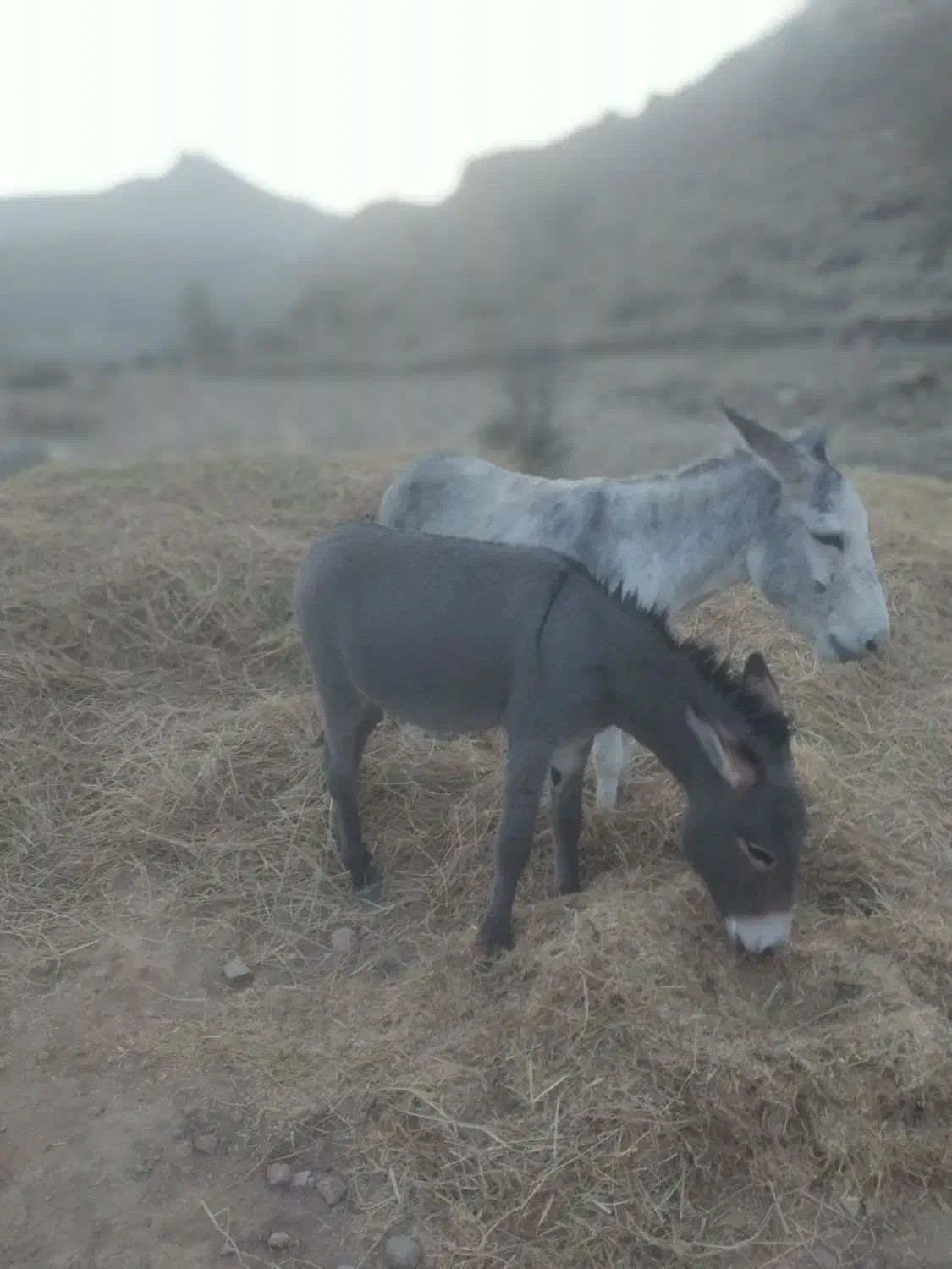 فروش خر|حیوانات مزرعه|دهدشت, |دیوار