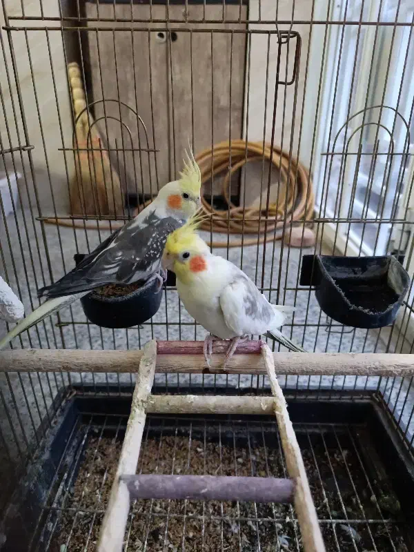 عروس هلندی|پرنده|مشگین شهر, |دیوار