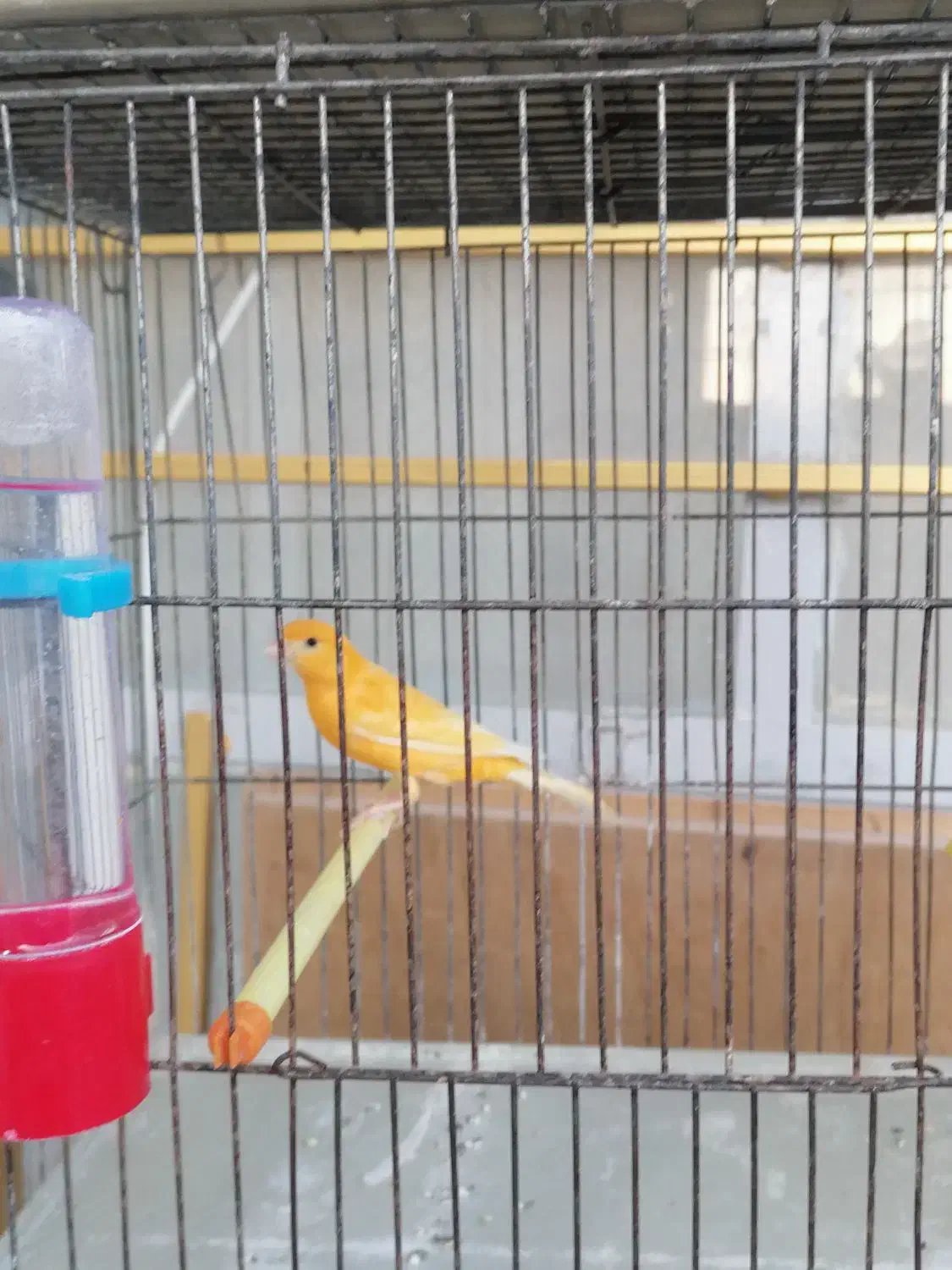 قناری دهن زن|پرنده|فسا, |دیوار