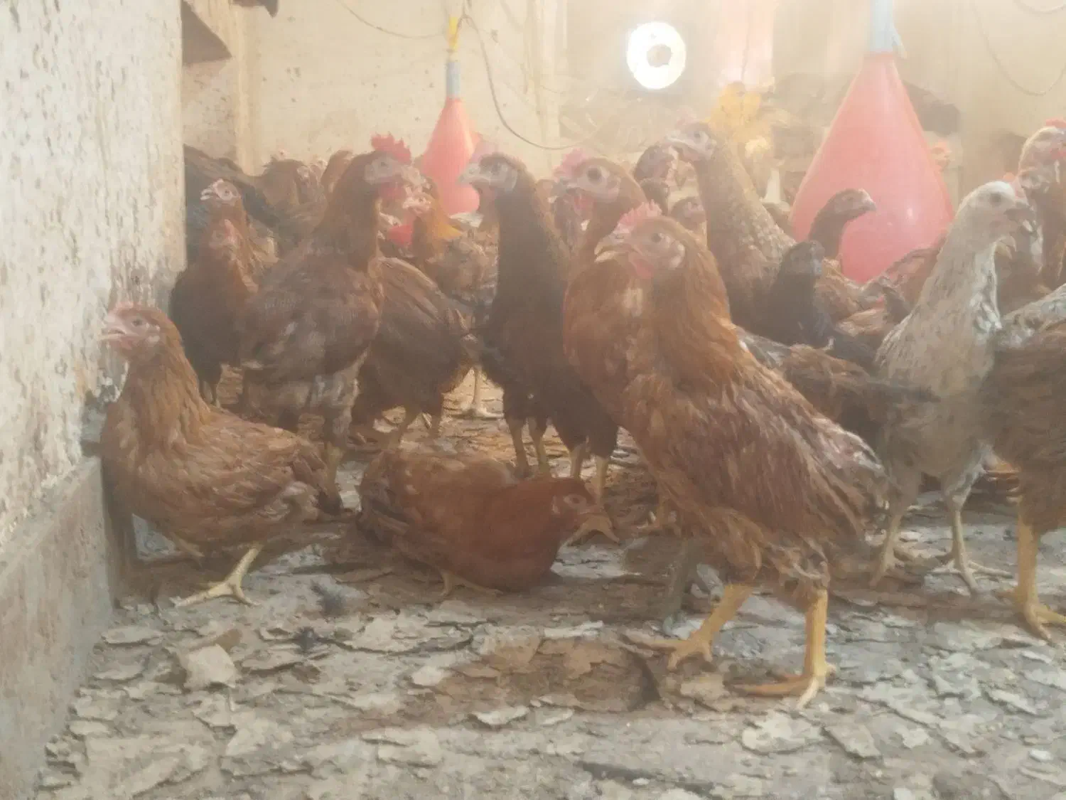 مرغ محلی|پرنده|شیراز, تاچارا|دیوار