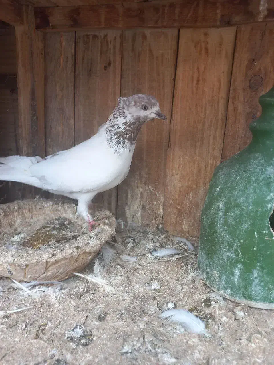 کفتر کبوتر|پرنده|قم, ولیعصر|دیوار