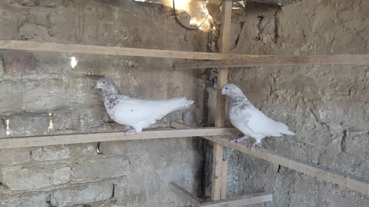 سلام خدمت عشقبازان|پرنده|قم, شهرک سازمان آب|دیوار