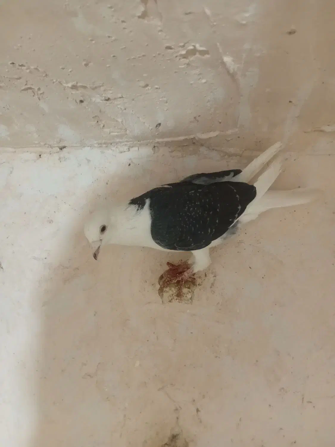 کفتر|پرنده|نیشابور, دربقاضی|دیوار