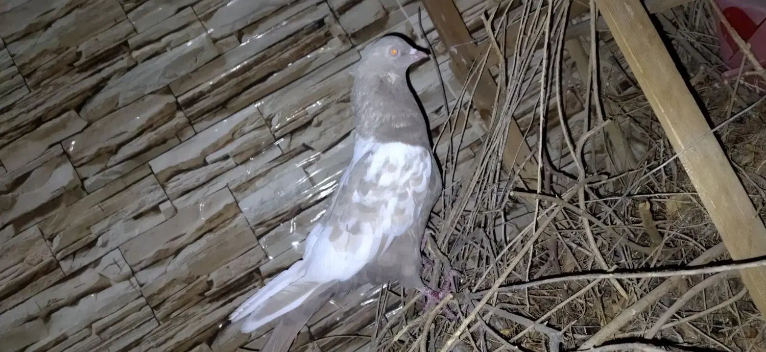 پرنده|پرنده|داراب, |دیوار