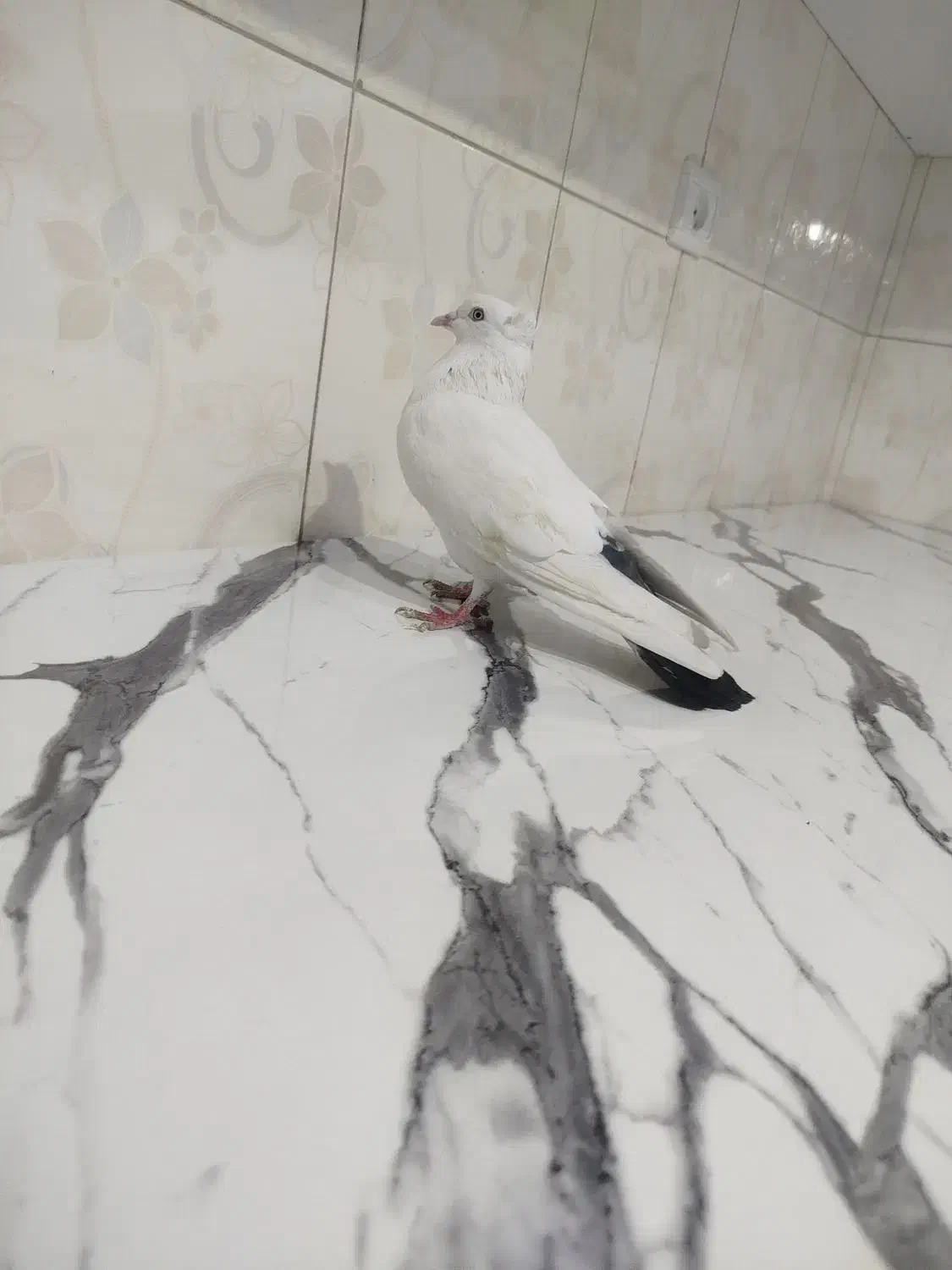 کفتر شهرستانی|پرنده|فردیس, شهرک ارم|دیوار