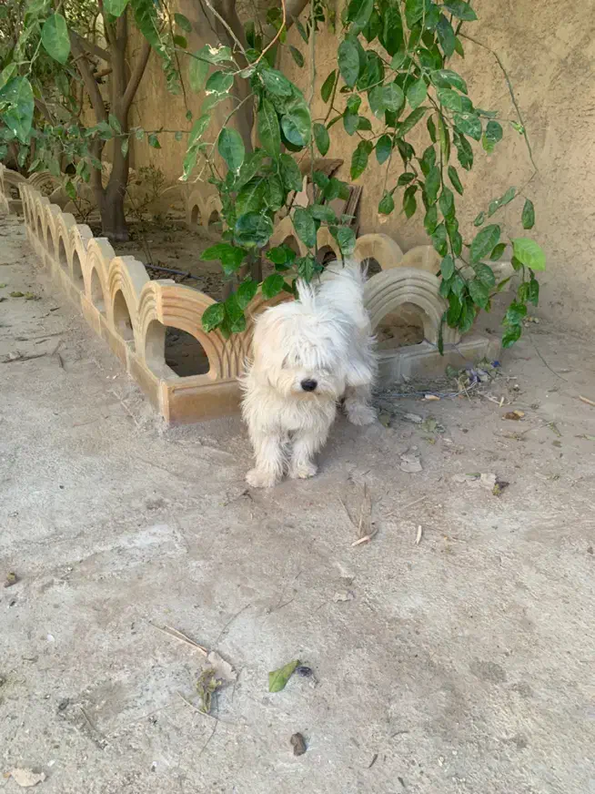 سگ پشمالو جوان|سگ|بوشهر, |دیوار