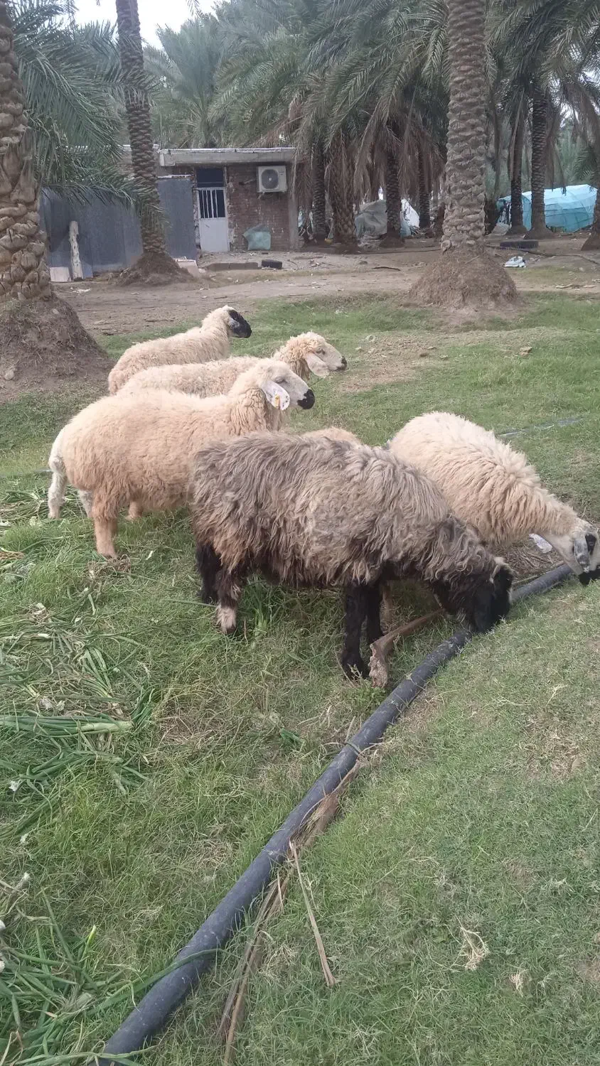 میش|حیوانات مزرعه|جیرفت, |دیوار