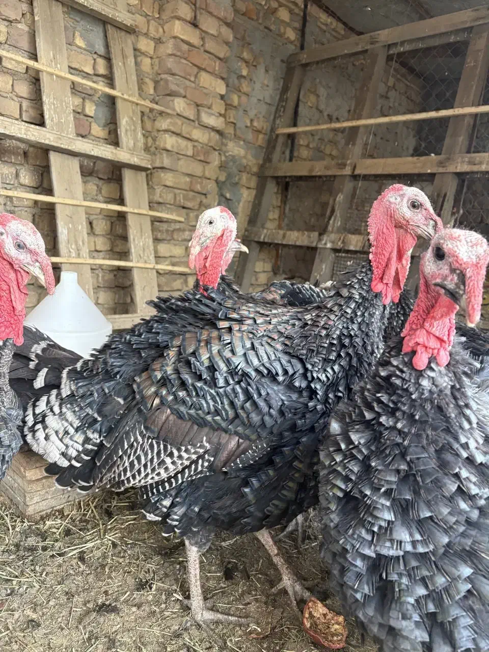 بوقلمون برنز محلی جوان|حیوانات مزرعه|ساوه, |دیوار