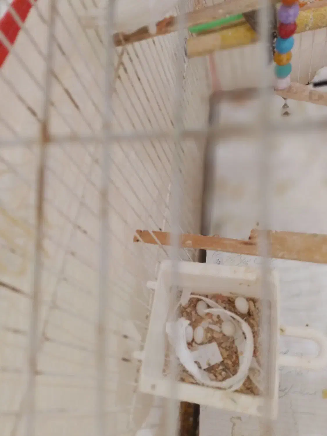 فنچ و عروس هلندی|پرنده|بجنورد, |دیوار