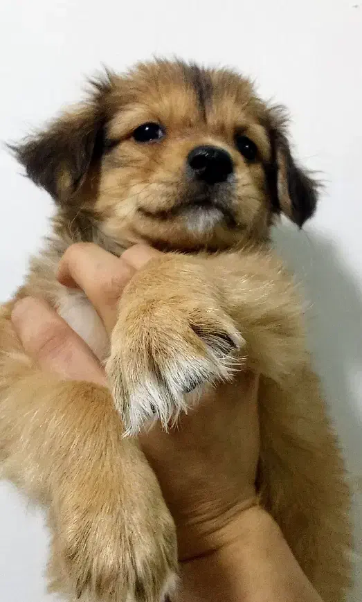 سگ پشمالو|سگ|قم, زند آباد|دیوار