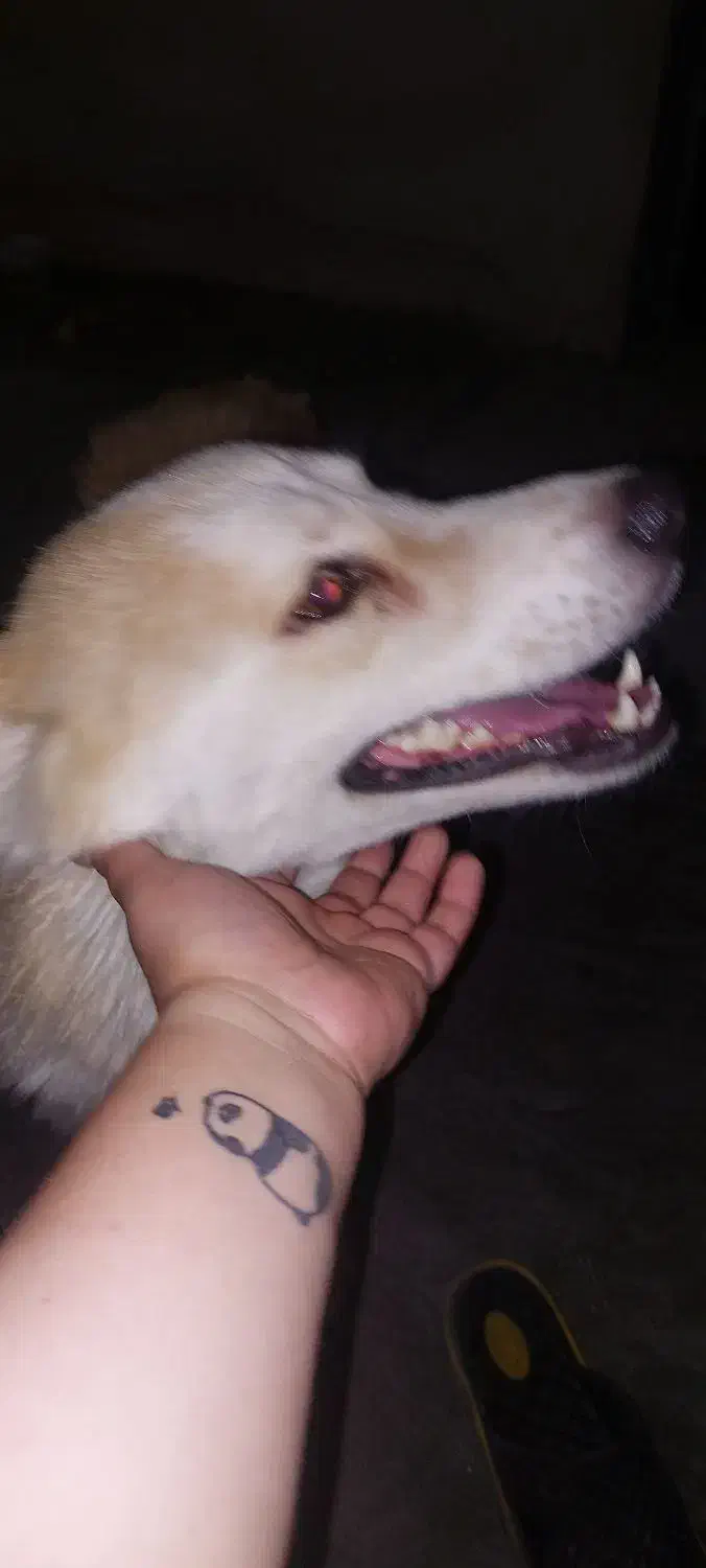 سگ پیدا شده|حیوانات|آمل, |دیوار