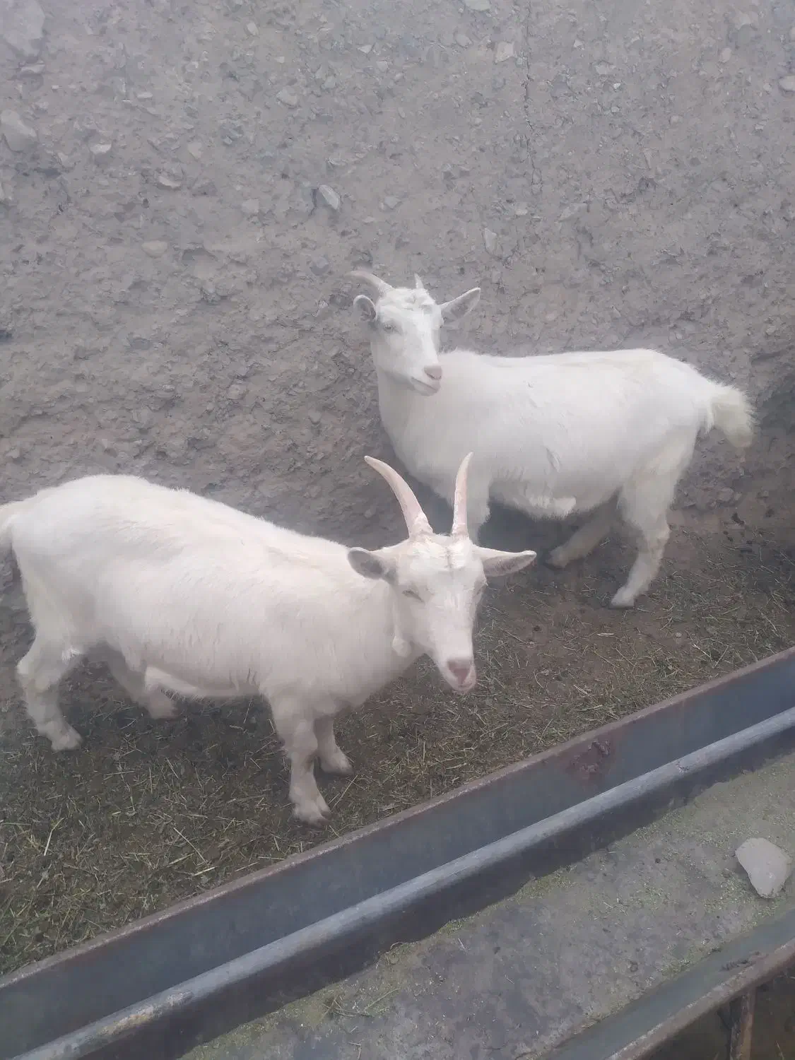 بزعاله سانن آبستن اصل|حیوانات مزرعه|مشهد, باغ فراگرد|دیوار