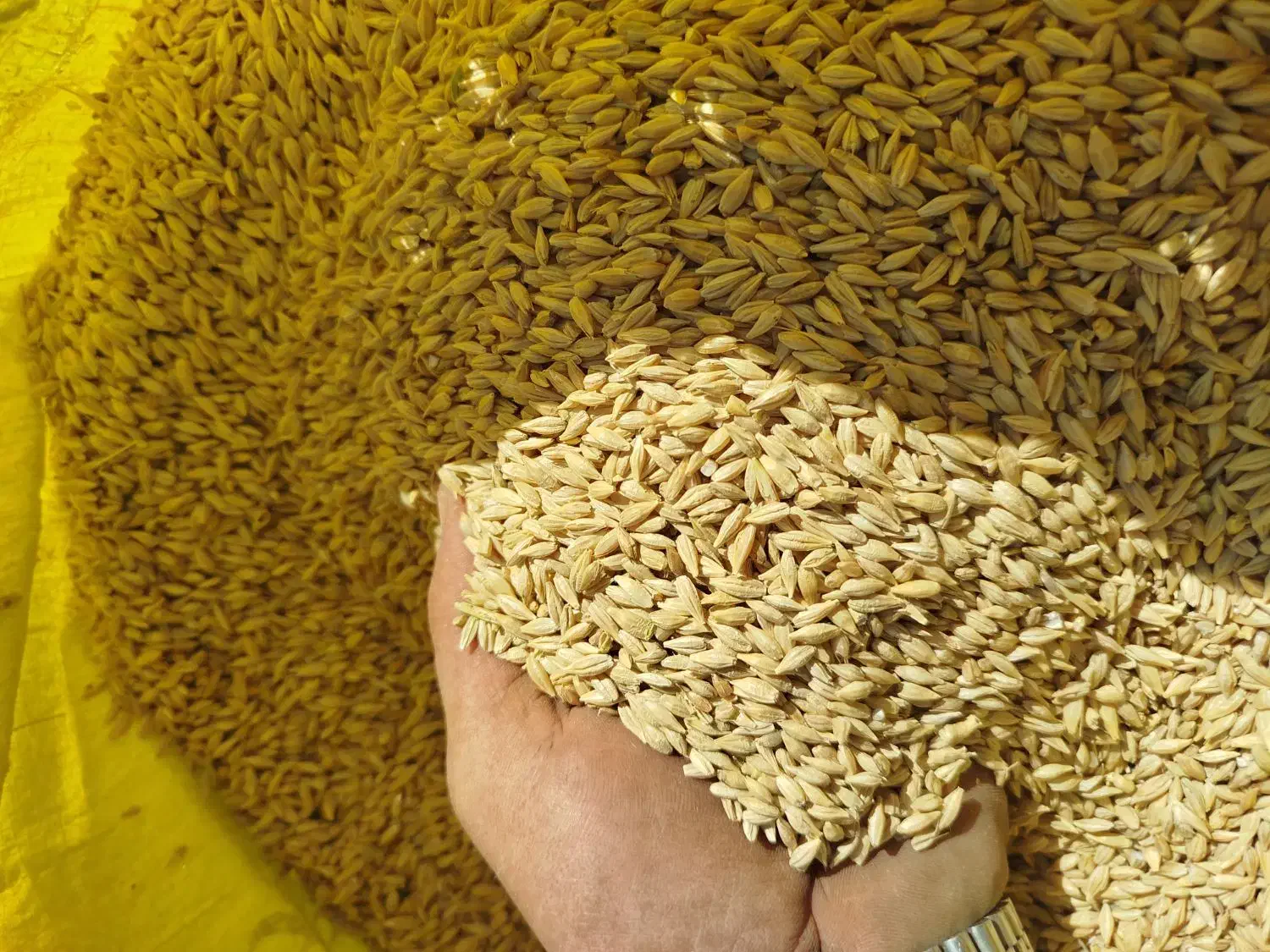 جو آبی|خدمات باغبانی و درختکاری|سنقر, |دیوار