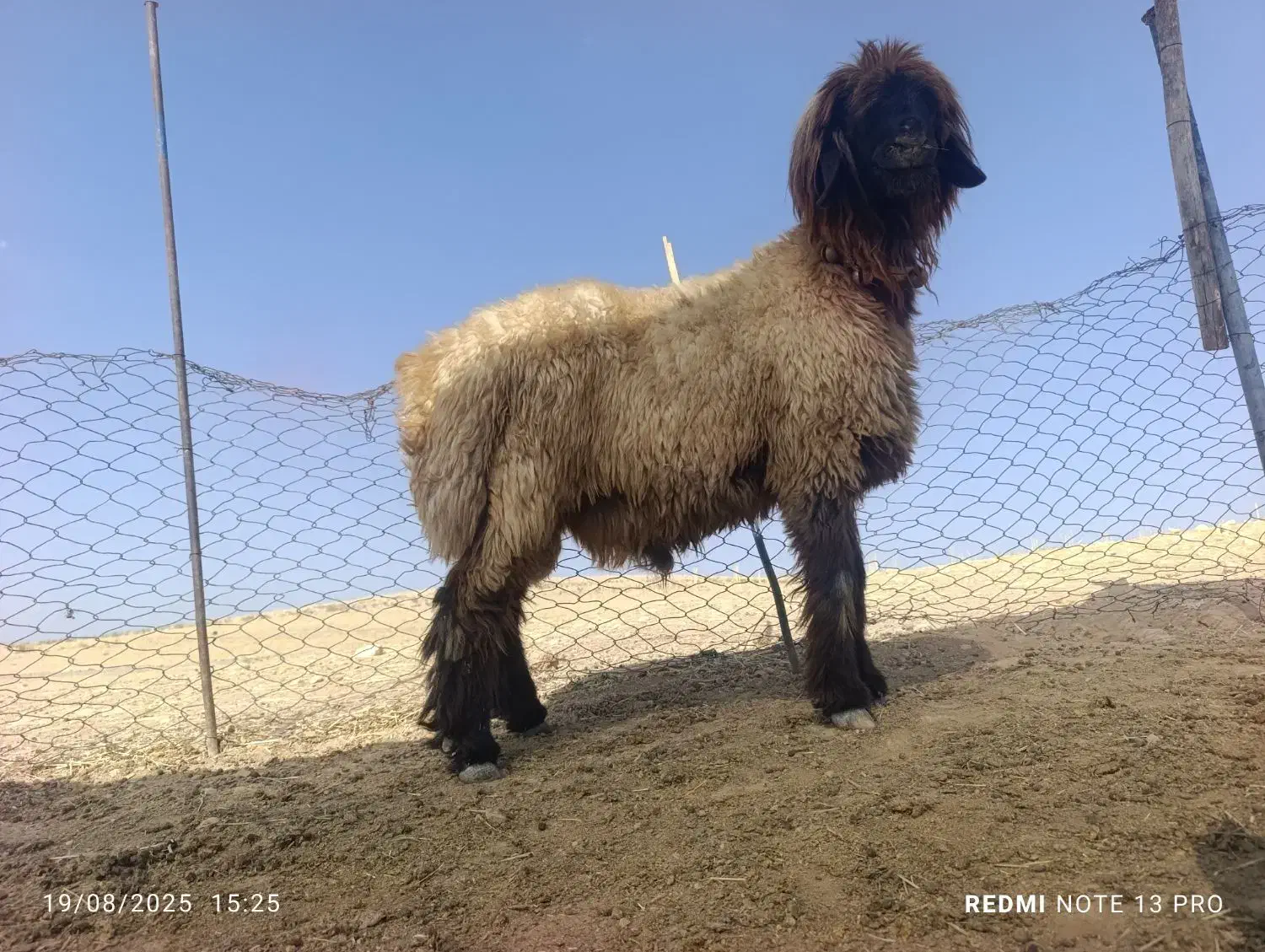 بره قوچ بختیاری|حیوانات مزرعه|ارژن, |دیوار