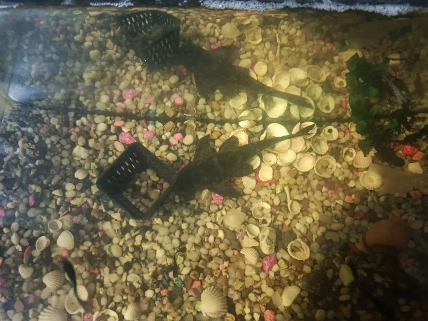 ماهی کت فیش یا لجن خوار ویک عدد اگزوز قهرمانی متور|ماهی|اهواز, فاز ۵ پاداد|دیوار