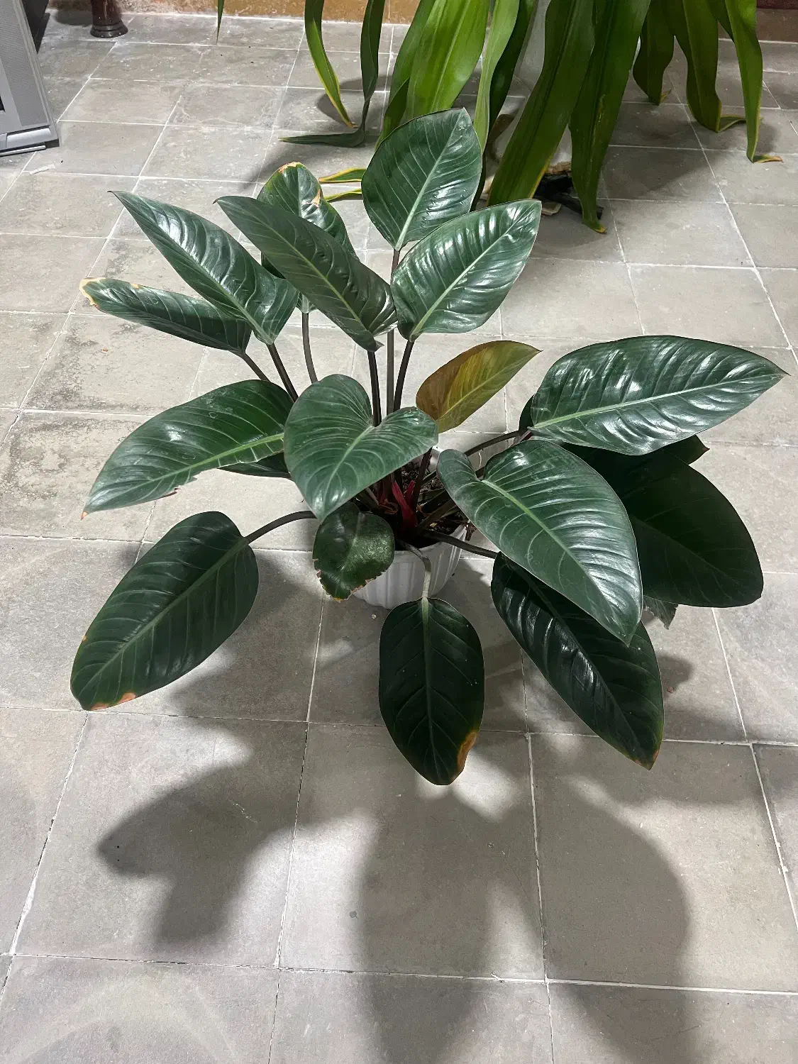 گل وگلدان|گل و گیاه طبیعی|فیروزآباد (فارس), |دیوار