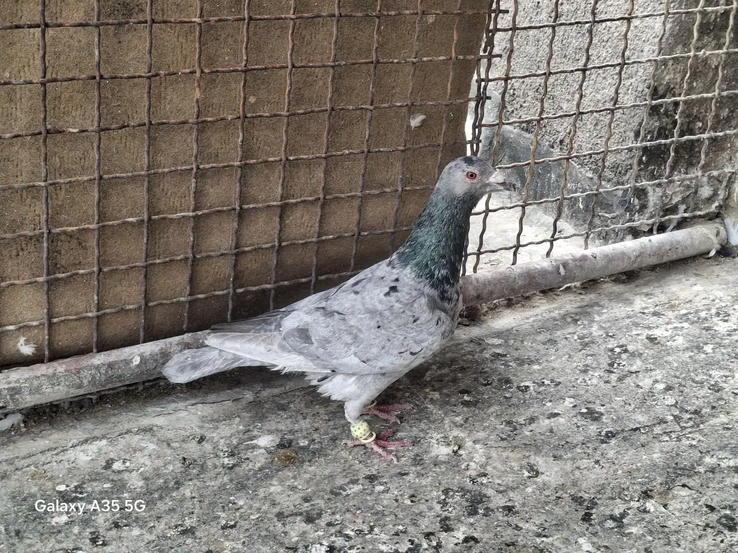 کبوتر سار|پرنده|مشهد, شیرحصار|دیوار