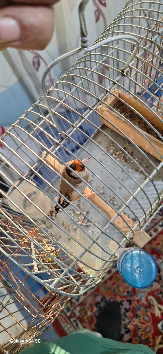 سهر کهنه|پرنده|بروجرد, |دیوار