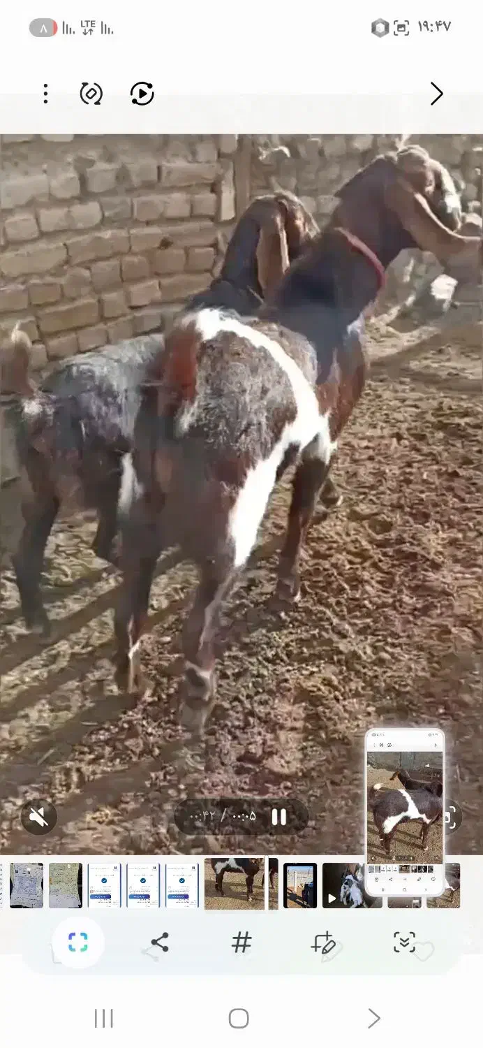 بز نربز|حیوانات مزرعه|مرزداران, |دیوار